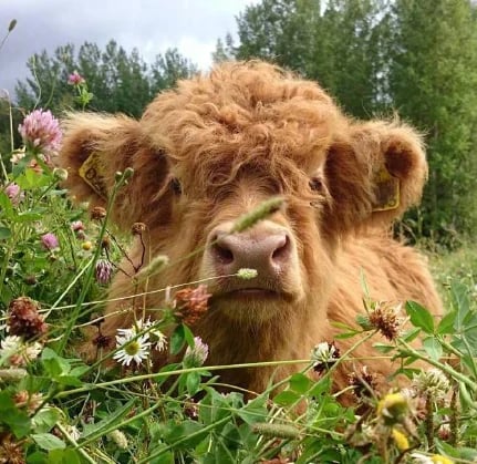 Olygee™ Highland Cow Plush Toy