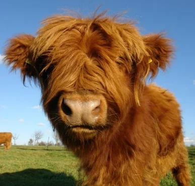 Olygee™ Highland Cow Plush Toy